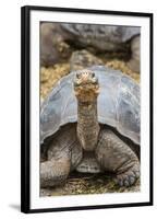 Captive Galapagos Giant Tortoise (Chelonoidis Nigra) at the Charles Darwin Research Station-Michael Nolan-Framed Photographic Print