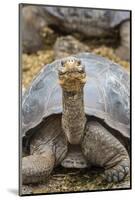 Captive Galapagos Giant Tortoise (Chelonoidis Nigra) at the Charles Darwin Research Station-Michael Nolan-Mounted Photographic Print