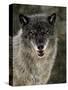 Captive Gray Wolf (Canis Lupus) in the Snow, Near Bozeman, Montana, USA-null-Stretched Canvas