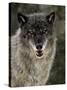 Captive Gray Wolf (Canis Lupus) in the Snow, Near Bozeman, Montana, USA-null-Stretched Canvas