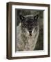 Captive Gray Wolf (Canis Lupus) in the Snow, Near Bozeman, Montana, USA-null-Framed Photographic Print