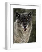 Captive Gray Wolf (Canis Lupus) in the Snow, Near Bozeman, Montana, USA-null-Framed Photographic Print