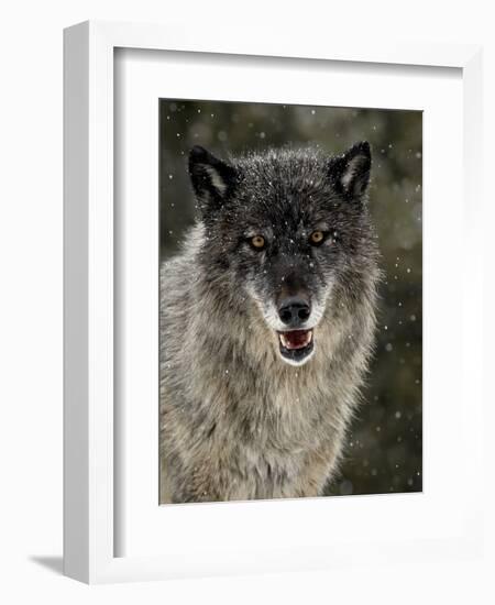 Captive Gray Wolf (Canis Lupus) in the Snow, Near Bozeman, Montana, USA-null-Framed Photographic Print