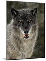 Captive Gray Wolf (Canis Lupus) in the Snow, Near Bozeman, Montana, USA-null-Mounted Photographic Print