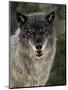 Captive Gray Wolf (Canis Lupus) in the Snow, Near Bozeman, Montana, USA-null-Mounted Photographic Print