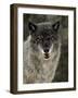 Captive Gray Wolf (Canis Lupus) in the Snow, Near Bozeman, Montana, USA-null-Framed Photographic Print