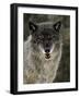 Captive Gray Wolf (Canis Lupus) in the Snow, Near Bozeman, Montana, USA-null-Framed Photographic Print