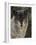 Captive Gray Wolf (Canis Lupus) in the Snow, Near Bozeman, Montana, USA-null-Framed Photographic Print