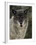 Captive Gray Wolf (Canis Lupus) in the Snow, Near Bozeman, Montana, USA-null-Framed Photographic Print