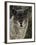 Captive Gray Wolf (Canis Lupus) in the Snow, Near Bozeman, Montana, USA-null-Framed Photographic Print