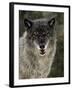 Captive Gray Wolf (Canis Lupus) in the Snow, Near Bozeman, Montana, USA-null-Framed Photographic Print