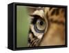 Captive Jaguar at Las Pumas Rescue Shelter-Paul Souders-Framed Stretched Canvas