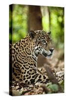 Captive Jaguar at Las Pumas Rescue Shelter-null-Stretched Canvas