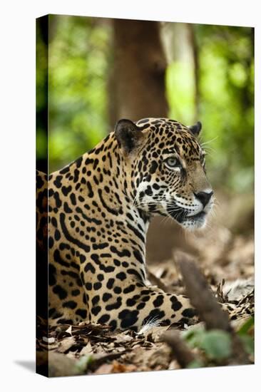 Captive Jaguar at Las Pumas Rescue Shelter-null-Stretched Canvas