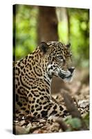 Captive Jaguar at Las Pumas Rescue Shelter-null-Stretched Canvas