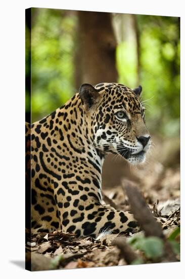 Captive Jaguar at Las Pumas Rescue Shelter-null-Stretched Canvas