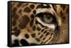 Captive Jaguar at Las Pumas Rescue Shelter-null-Framed Stretched Canvas