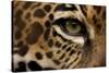 Captive Jaguar at Las Pumas Rescue Shelter-null-Stretched Canvas