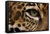 Captive Jaguar at Las Pumas Rescue Shelter-null-Framed Stretched Canvas