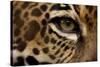 Captive Jaguar at Las Pumas Rescue Shelter-null-Stretched Canvas