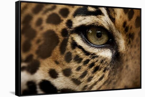 Captive Jaguar at Las Pumas Rescue Shelter-null-Framed Stretched Canvas