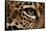 Captive Jaguar at Las Pumas Rescue Shelter-null-Framed Stretched Canvas