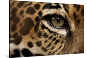 Captive Jaguar at Las Pumas Rescue Shelter-null-Stretched Canvas