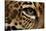 Captive Jaguar at Las Pumas Rescue Shelter-null-Stretched Canvas