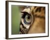 Captive Jaguar at Las Pumas Rescue Shelter-Paul Souders-Framed Photographic Print