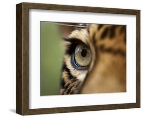 Captive Jaguar at Las Pumas Rescue Shelter-Paul Souders-Framed Photographic Print