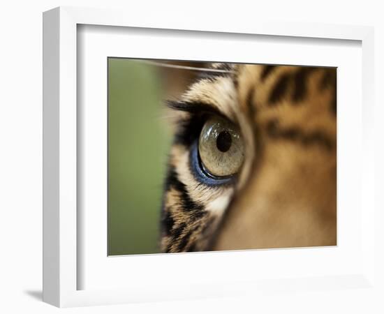 Captive Jaguar at Las Pumas Rescue Shelter-Paul Souders-Framed Photographic Print