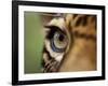 Captive Jaguar at Las Pumas Rescue Shelter-Paul Souders-Framed Photographic Print