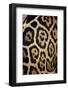 Captive Jaguar at Las Pumas Rescue Shelter-Paul Souders-Framed Photographic Print