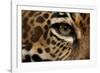 Captive Jaguar at Las Pumas Rescue Shelter-null-Framed Photographic Print