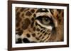 Captive Jaguar at Las Pumas Rescue Shelter-null-Framed Photographic Print