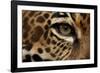 Captive Jaguar at Las Pumas Rescue Shelter-null-Framed Photographic Print