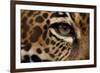 Captive Jaguar at Las Pumas Rescue Shelter-null-Framed Photographic Print