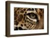 Captive Jaguar at Las Pumas Rescue Shelter-null-Framed Photographic Print