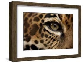 Captive Jaguar at Las Pumas Rescue Shelter-null-Framed Photographic Print