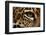 Captive Jaguar at Las Pumas Rescue Shelter-null-Framed Photographic Print