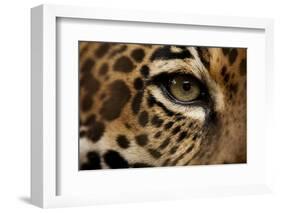 Captive Jaguar at Las Pumas Rescue Shelter-null-Framed Photographic Print