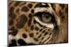 Captive Jaguar at Las Pumas Rescue Shelter-null-Mounted Photographic Print