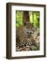 Captive Jaguar at Las Pumas Rescue Shelter-null-Framed Photographic Print