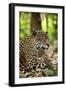 Captive Jaguar at Las Pumas Rescue Shelter-null-Framed Photographic Print