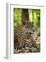 Captive Jaguar at Las Pumas Rescue Shelter-null-Framed Photographic Print