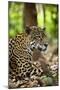 Captive Jaguar at Las Pumas Rescue Shelter-null-Mounted Photographic Print