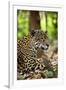 Captive Jaguar at Las Pumas Rescue Shelter-null-Framed Photographic Print