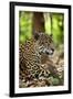 Captive Jaguar at Las Pumas Rescue Shelter-null-Framed Photographic Print