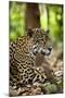 Captive Jaguar at Las Pumas Rescue Shelter-null-Mounted Photographic Print