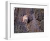 Captive mountain lion against cliff and lichen, Montana-Howie Garber-Framed Photographic Print